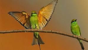  birds