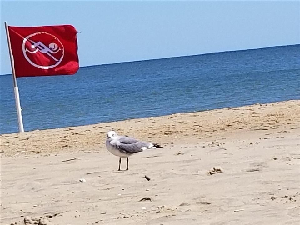Beach Bird 