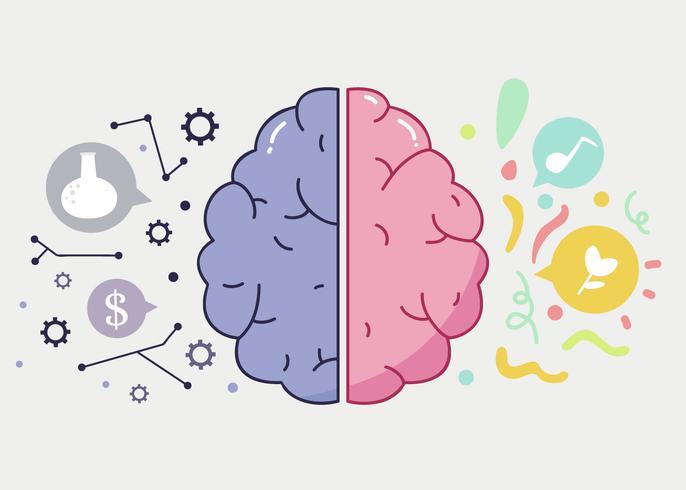  brain