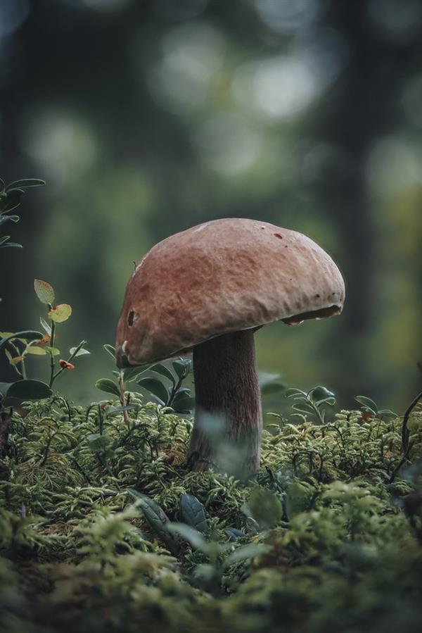 It is a long established fact that a reader will be distracted by the readable content of a page when looking at its layout. The point of using Lorem Ipsum is that it has a more-or-less normal distribution of letters, as opposed to using 'Content here, content here', making it look like readable Eng